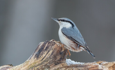 Eurasian nuthatch - in winter at a wet forest