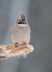 Eurasian Jay - in winter at the wet forest