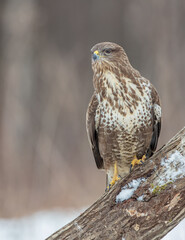 Common Buzzard in winter at a wet forest