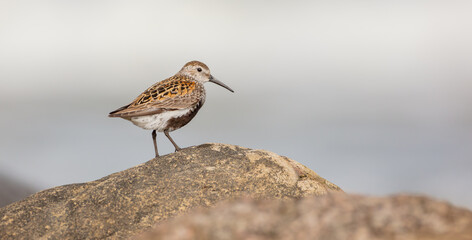 Dunlin - adult bird at a seashore on the autumn migration way