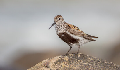 Dunlin - adult bird at a seashore on the autumn migration way