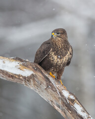 Common Buzzard in winter at a wet forest