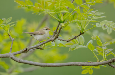 The greenish warbler - male bird in spring