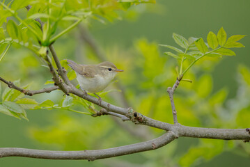 The greenish warbler - male bird in spring