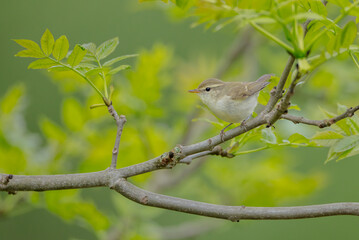 The greenish warbler - male bird in spring