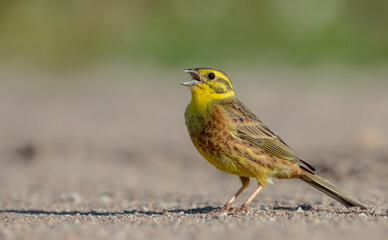 Yellowhammer  - male in summer
