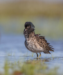 Ruff - male bird at a wetland on the mating season in spring