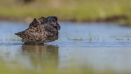Ruff - male bird at a wetland on the mating season in spring