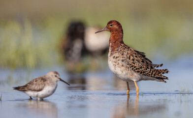 Ruff - male bird at a wetland on the mating season in spring