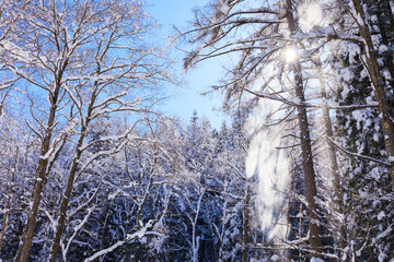 winter forest in the snow