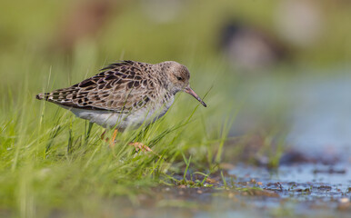 Ruff -  female feeding at the wetland on the mating season in spring