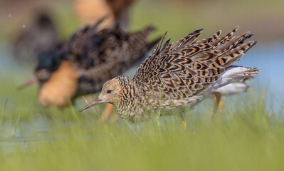 Ruff - male bird at a wetland on the mating season in spring