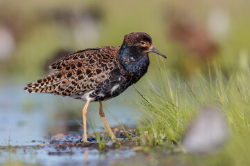 Ruff - male bird at a wetland on the mating season in spring