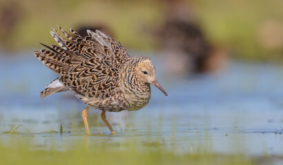 Ruff - male bird at a wetland on the mating season in spring