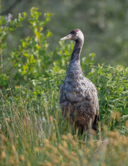 The common crane - male bird at a wetland in summer