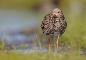 Ruff - male bird at a wetland on the mating season in spring