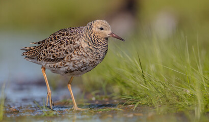 Ruff - male bird at a wetland on the mating season in spring