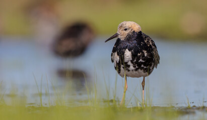 Ruff - male bird at a wetland on the mating season in spring