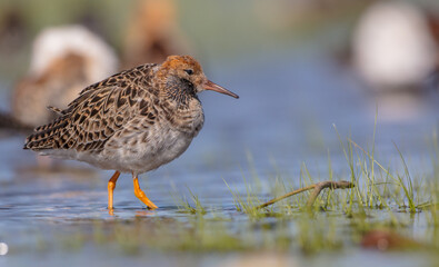 Ruff - male bird at a wetland on the mating season in spring