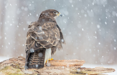 Common Buzzard in winter at a wet forest