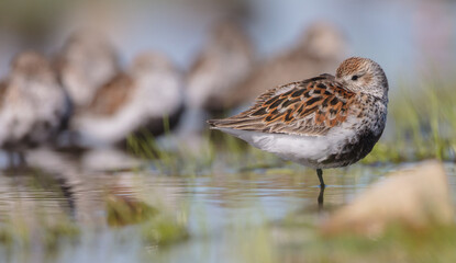 Dunlin - adult bird at a wetland on the spring migration 