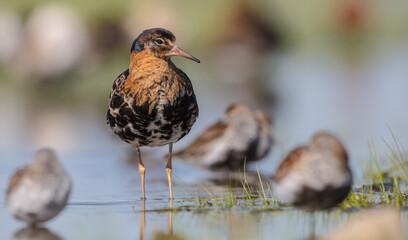 Ruff - male bird at a wetland on the mating season in spring