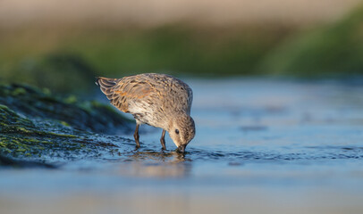 Dunlin - at a seashore on the autumn migration way