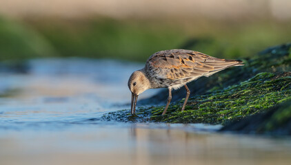 Dunlin - at a seashore on the autumn migration way