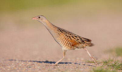 Corn crake - male bird at a meadow in the beginning of the summer