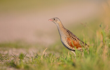 Corn crake - male bird at a meadow in the beginning of the summer