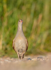 Corn crake - male bird at a meadow in the beginning of the summer