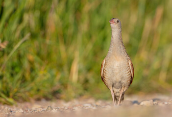 Corn crake - male bird at a meadow in the beginning of the summer
