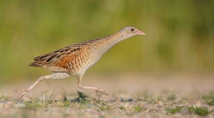Corn crake - male bird at a meadow in the beginning of the summer