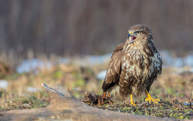 Common Buzzard in winter at a wet forest