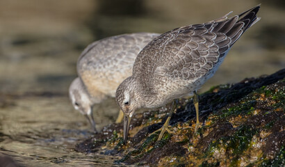Red Knot - on the autumn migration way at a seashore