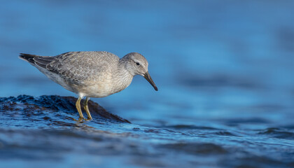 Red Knot - on the autumn migration way at a seashore