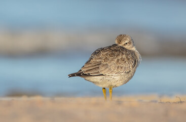 Red Knot - on the autumn migration way at a seashore
