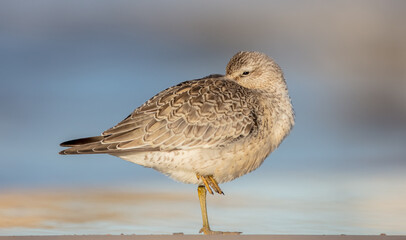 Red Knot - on the autumn migration way at a seashore