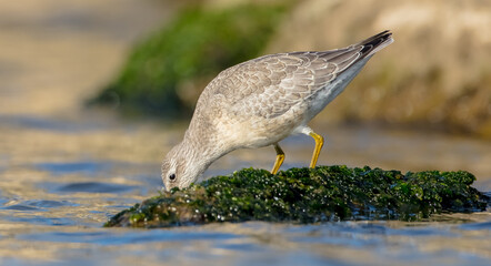 Red Knot - on the autumn migration way at a seashore