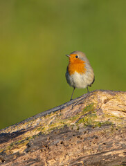 The European robin - at the wet forest in autumn