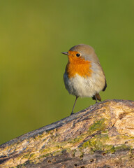 The European robin - at the wet forest in autumn