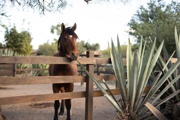 Caballo cafe junto a un campo de agave espadí, para destilar mezcal o tequila en México, Oaxaca y...