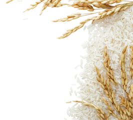 PNG White rice border background produce grains.