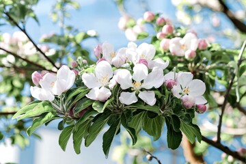 Fototapeta premium Blooming white apple tree flowers in springtime under sunlight