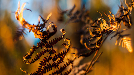 Vue rapprochée de bruyères et de fougères sauvages