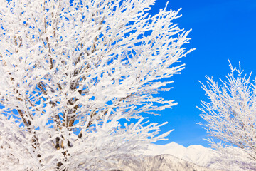 trees with hoarfrost and blue sky