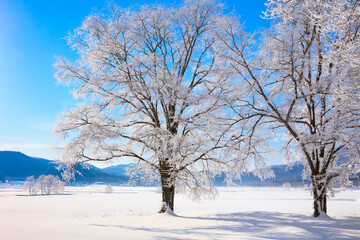 trees with hoarfrost and blue sky