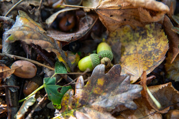 Plan rapproché de jeune gland vert fraichement tombé et des plus anciens sur le sol humide d'un sous bois en automne.