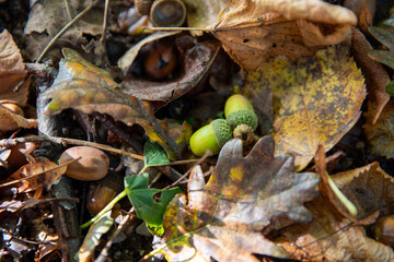 Plan rapproché de jeune gland vert fraichement tombé et des plus anciens sur le sol humide d'un sous bois en automne.