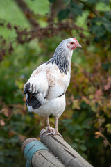 Jeune poule du Sussex perchée sur des poutres en bois., en liberté Fond de feuillage d'automne.